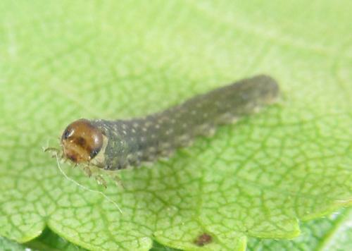 Empria candidata