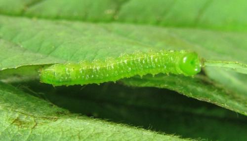 Sterictiphora geminata