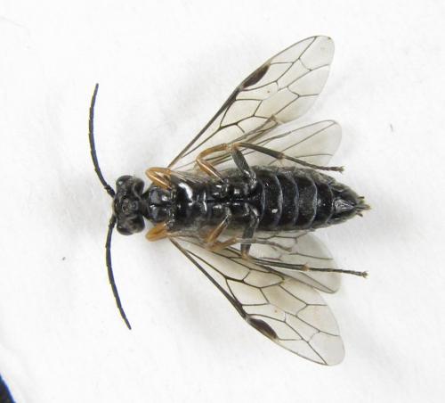 Réf. 224 939 : Empria immersa