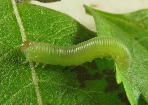 Réf. 224 282 : Monophadnus sp.