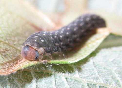 Empria candidata