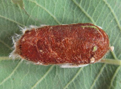 Réf. 224 625 : Trichiosoma tibiale