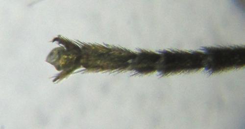 Réf. 224 940 : Empria immersa