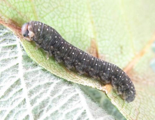 Réf. 224 866 : Empria candidata