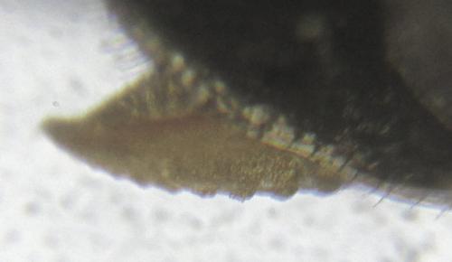 Réf. 224 447 : Monophadnus sp.