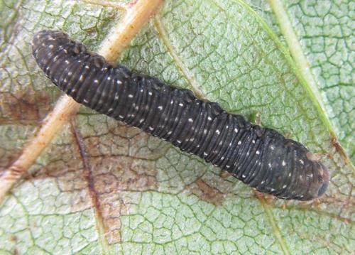Réf. 224 867 : Empria candidata