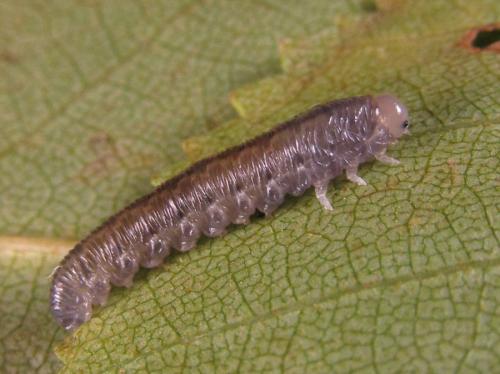 Empria candidata