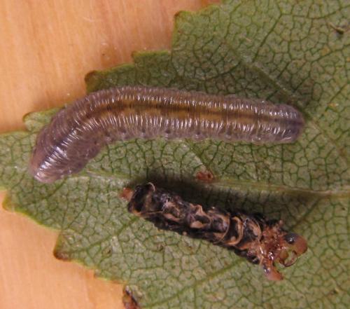 Réf. 224 869 : Empria candidata