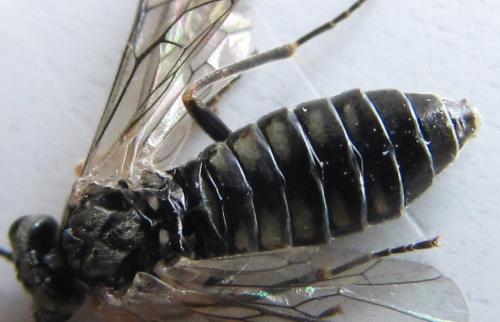 Empria immersa