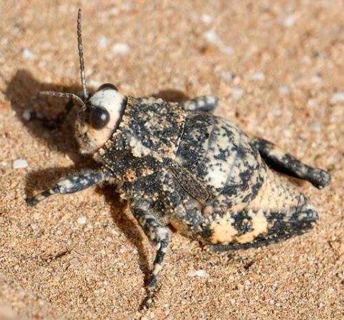 Glauvarovia mendizabali