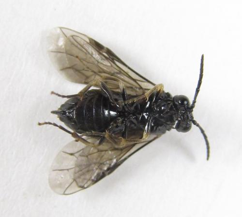 Réf. 224 284 : Monophadnus sp.