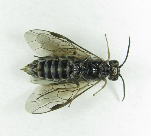 Réf. 224 870 : Empria candidata