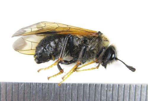 Réf. 224 627 : Trichiosoma tibiale