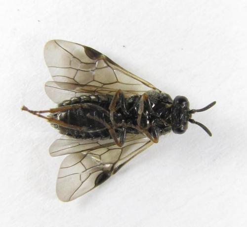 Sterictiphora geminata