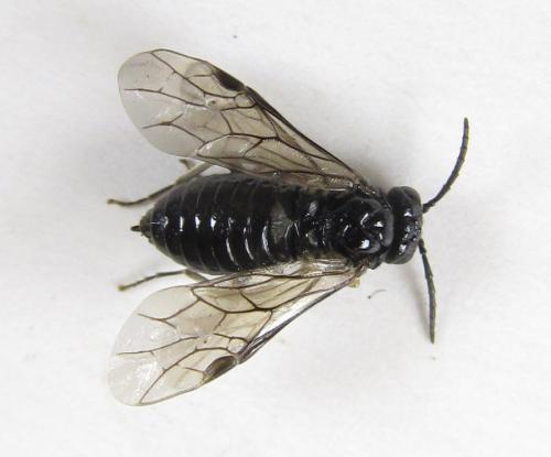 Réf. 224 285 : Monophadnus sp.