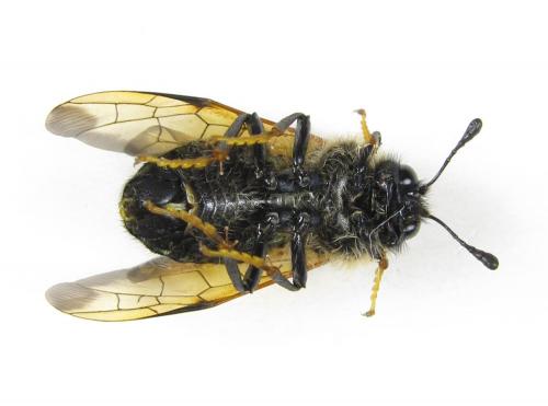Trichiosoma tibiale