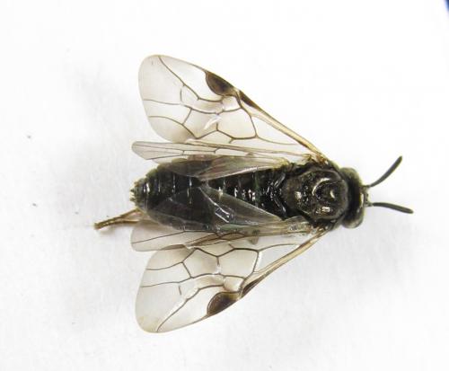 Sterictiphora geminata