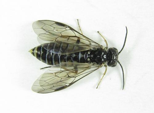Empria candidata