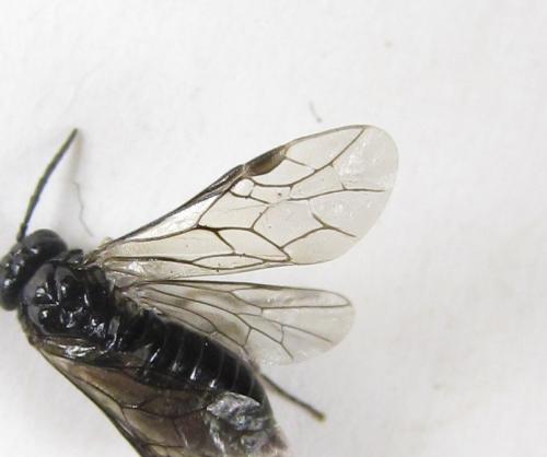 Réf. 224 286 : Monophadnus sp.