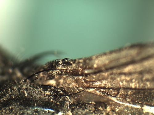 Réf. 224 479 : Protocalliphora sp.
