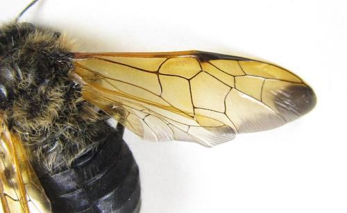 Trichiosoma tibiale