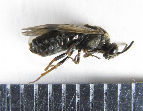 Sterictiphora geminata