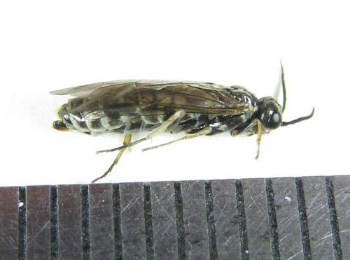 Réf. 224 872 : Empria candidata