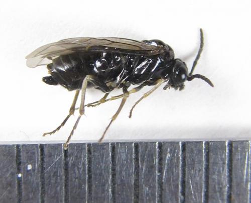Réf. 224 287 : Monophadnus sp.