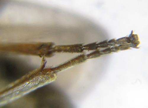 Sterictiphora geminata