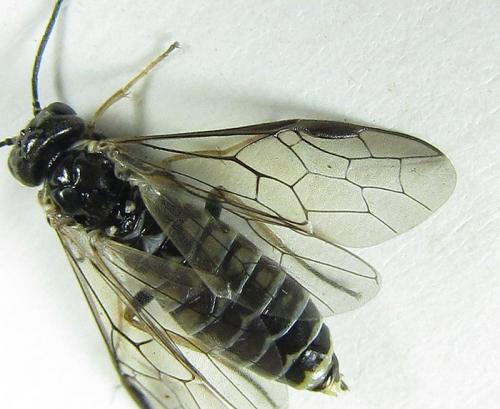Réf. 224 873 : Empria candidata