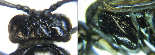Réf. 224 288 : Monophadnus sp.