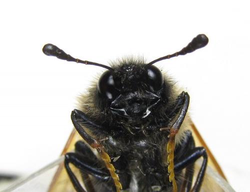 Réf. 224 632 : Trichiosoma tibiale