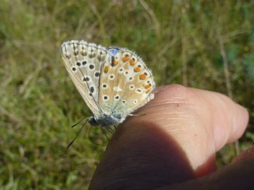 Polyommatus bellargus