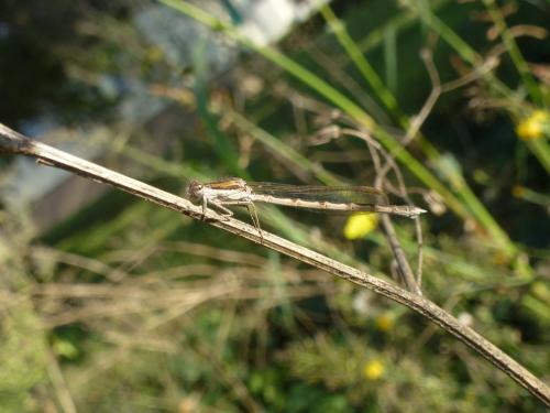 Sympecma fusca