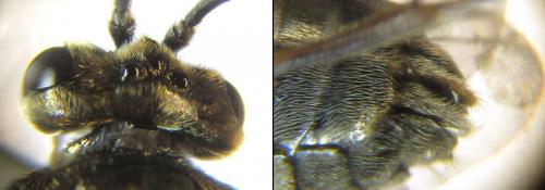 Sterictiphora geminata