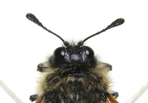 Réf. 224 633 : Trichiosoma tibiale