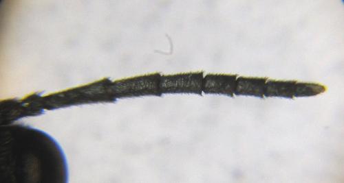 Réf. 224 290 : Monophadnus sp.