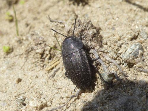Silpha sp.