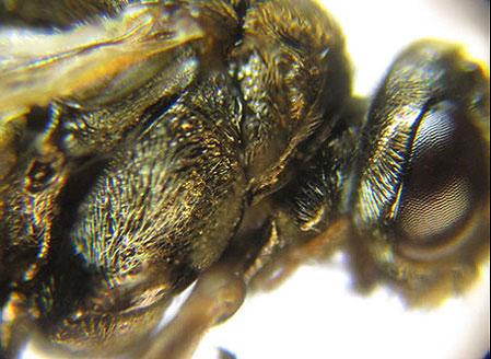 Sterictiphora geminata