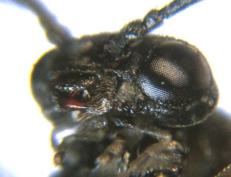 Réf. 224 291 : Monophadnus sp.