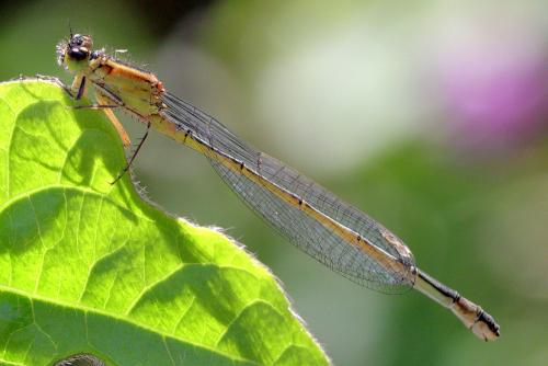 Ischnura elegans
