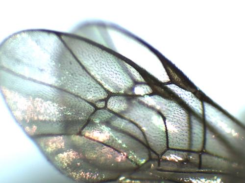 Campoplex sp.