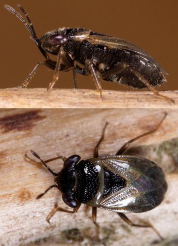 Réf. 224 133 : Geocoris megacephalus