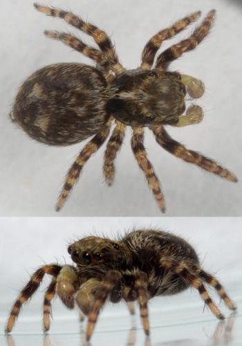 Réf. 224 298 : Pseudeuophrys erratica