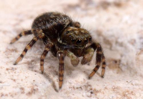 Réf. 224 299 : Pseudeuophrys erratica