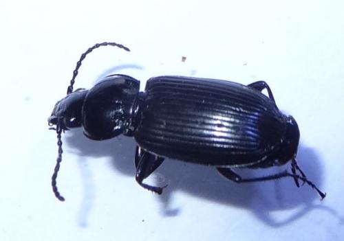 Pterostichus nigrita