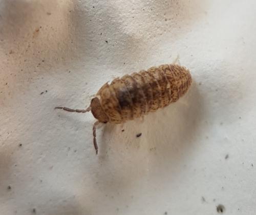 Armadillidium sp.