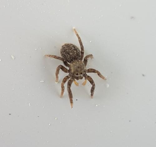 Euophrys herbigrada