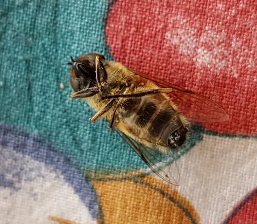 Eristalis similis