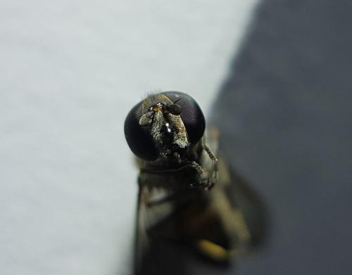 Meliscaeva auricollis
